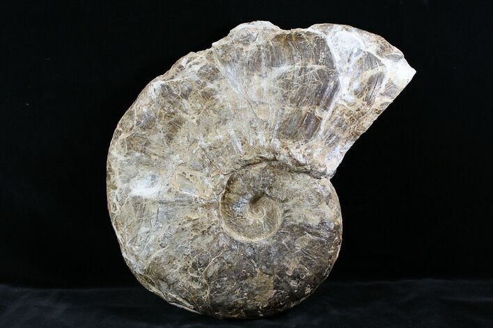 Huge Ammonite (Choffaticeras?) - Goulmima, Morocco #27365